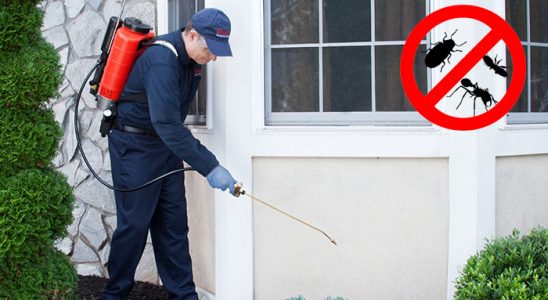 Dinar Kemirgen İlaçlama böcek ilaçlama ve haşere kontrolü — ilaclama-tr.com